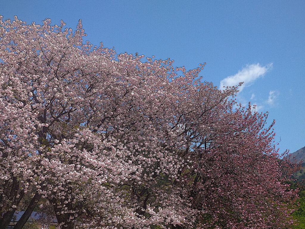 桜
