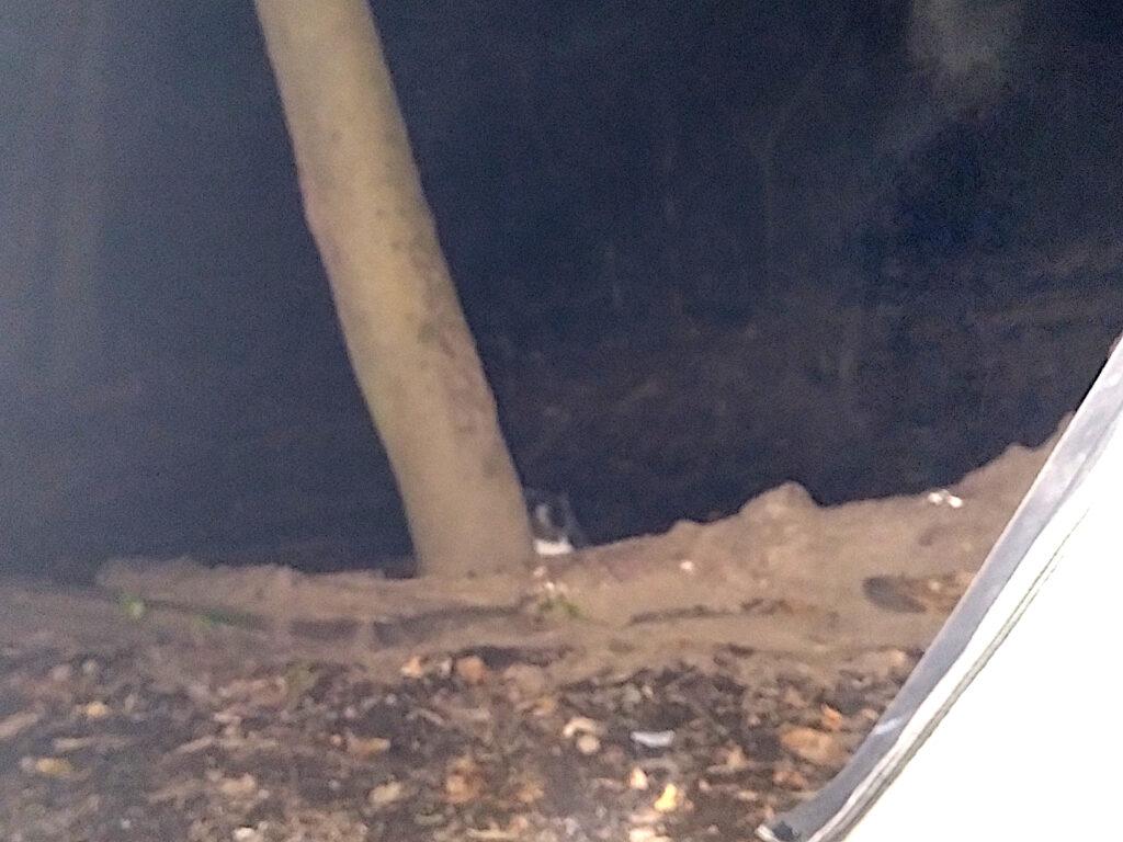 ねこ