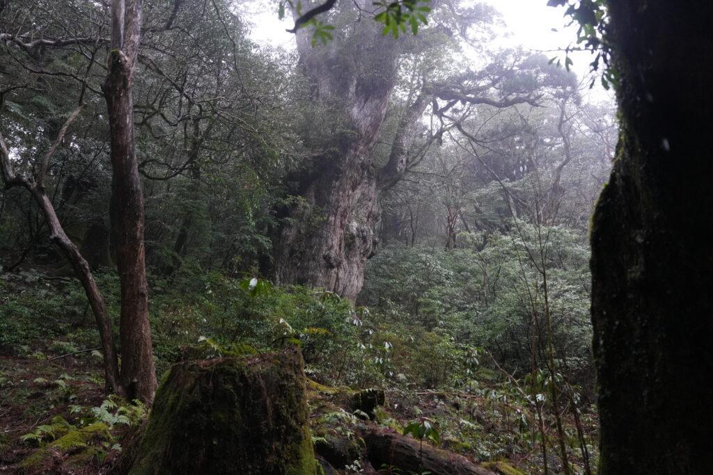 縄文杉