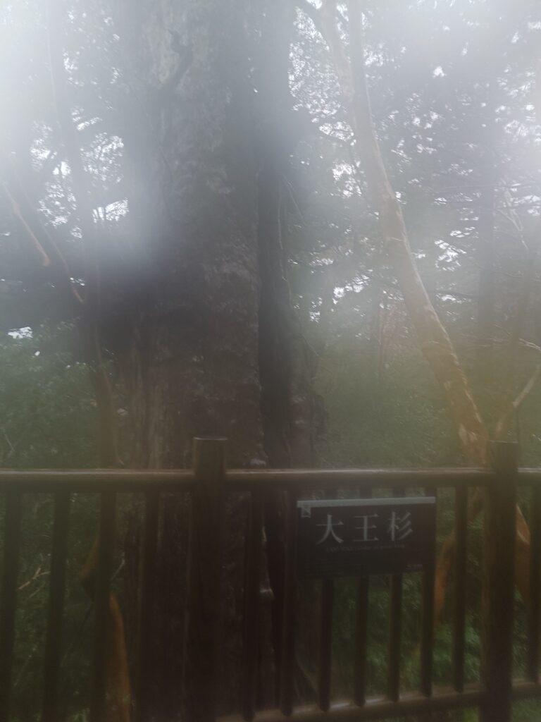 大王杉