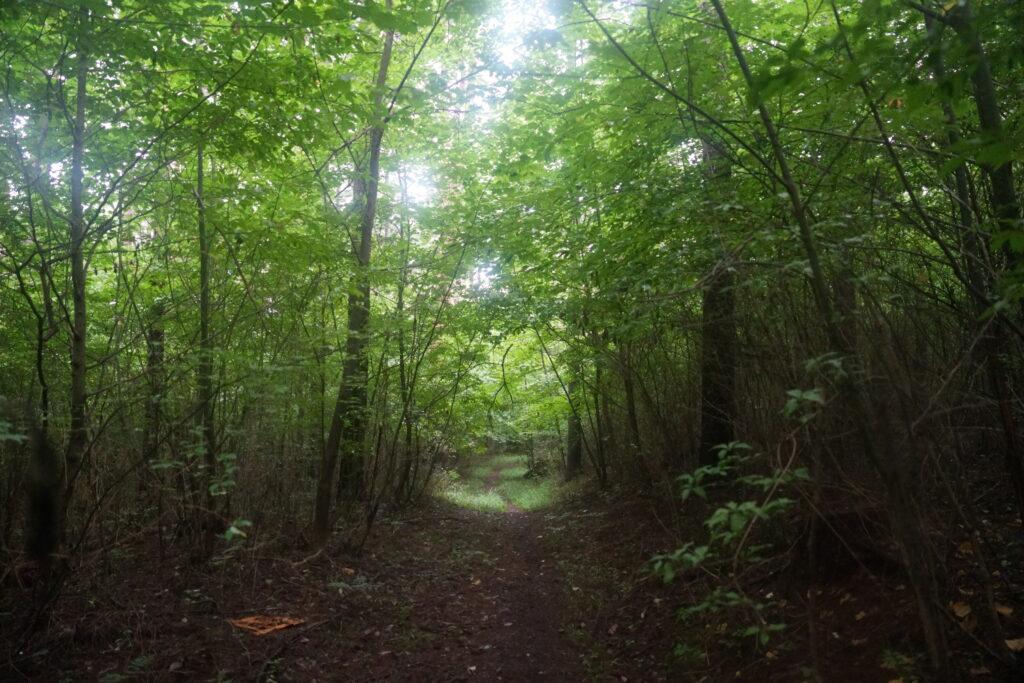 登山道