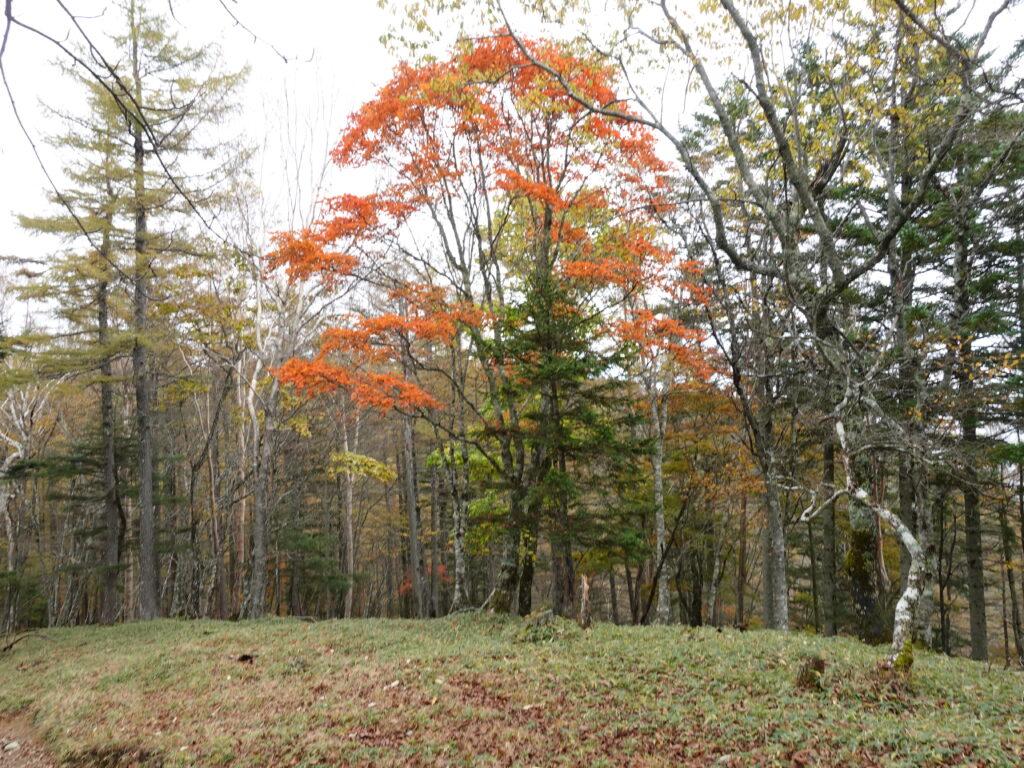 紅葉
