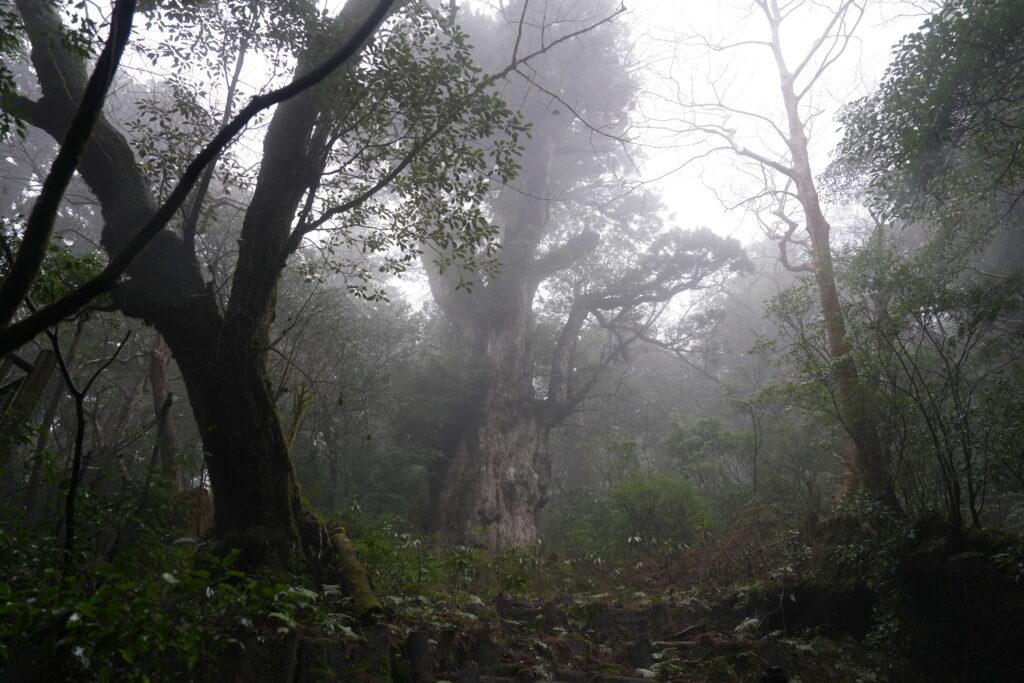 縄文杉