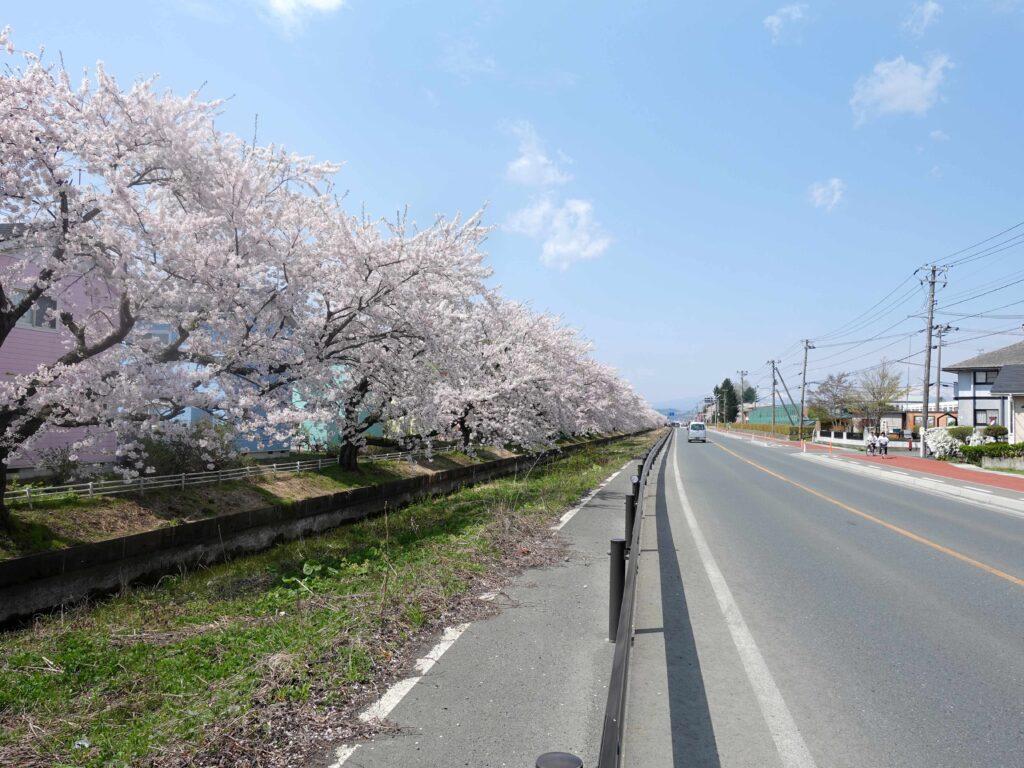 桜並木