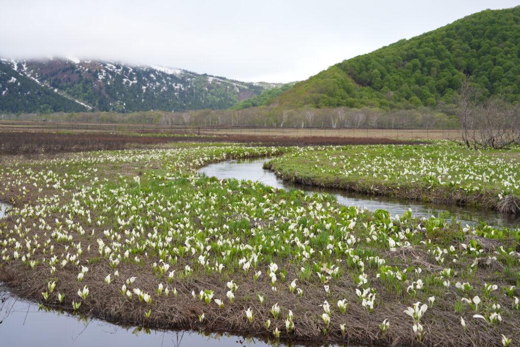 水芭蕉群生地